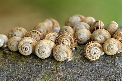 《宝可梦传说：Z-A》通过ESRB评级 系列首次获10+评级